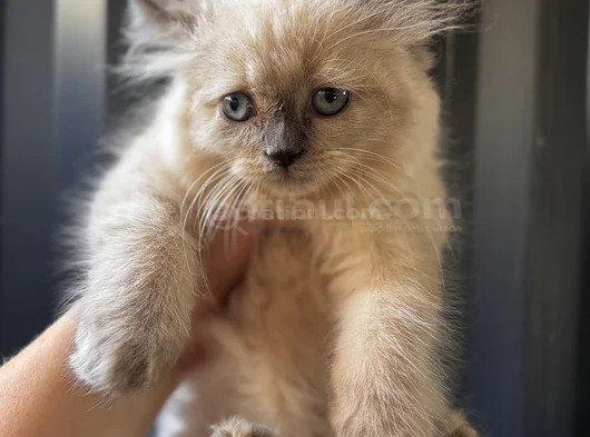 Kucakçı Kedi Sevenlere görsel
