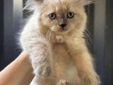 Kucakçı kedi sevenlere