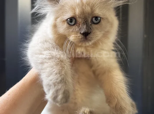 Kucakçı Kedi Sevenlere