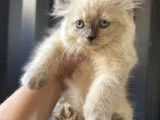 Kucakçı Kedi Sevenlere