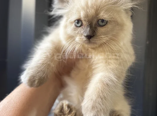 Kucakçı Kedi Sevenlere görsel