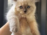 Kucakçı Kedi Sevenlere