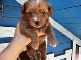 Teacup maltipoo kg garantili