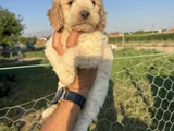 Mükemmel Güzellikte Maltipo Bebek