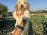 Mükemmel güzellikte maltipo bebek