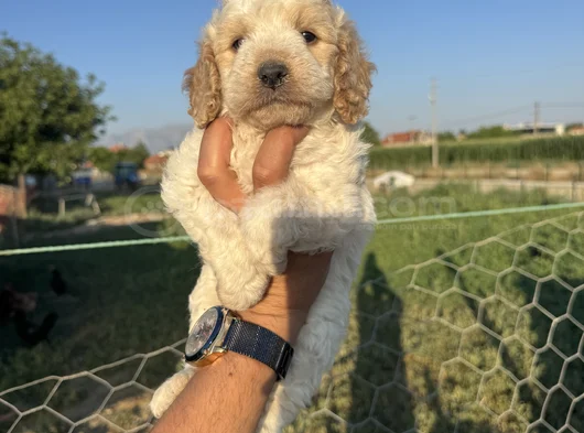 Mükemmel Güzellikte Maltipo Bebek