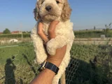 Mükemmel Güzellikte Maltipo Bebek