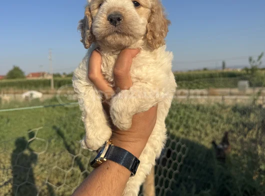 Mükemmel Güzellikte Maltipo Bebek görsel