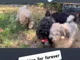 Şampiyon Soydan Puli Yavruları Yeni Evlerine Gitmeye Hazır