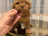 Kızıl Güzellik Toy Poodle Dişi