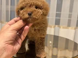 Kızıl Güzellik Toy Poodle Dişi