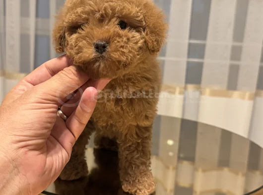 Kızıl Güzellik Toy Poodle Dişi görsel
