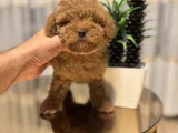 Kızıl Güzellik Toy Poodle Dişi
