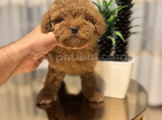 Kızıl Güzellik Toy Poodle Dişi görsel