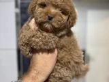 Kızıl Güzellik Toy Poodle Dişi