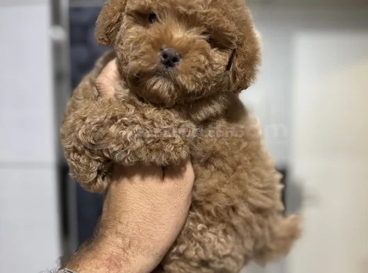 Kızıl Güzellik Toy Poodle Dişi görsel