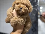 Kızıl güzellik toy poodle dişi