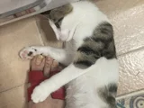 Yeşil Gözlüm'E Ücretsiz Yuva