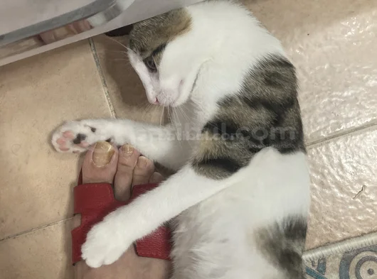 Yeşil Gözlüm'E Ücretsiz Yuva görsel