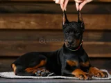 En iyi kalite doberman yavrular