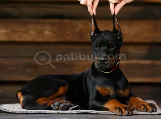 En iyi kalite doberman yavrular