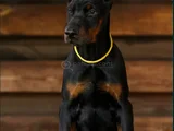 En Iyi Kalite Doberman Yavrular