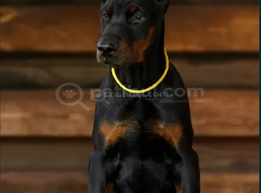 En Iyi Kalite Doberman Yavrular görsel