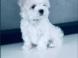 Irkının En Iyisi Maltese Yavrular