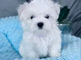Irkının En Iyisi Maltese Yavrular