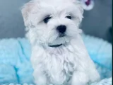 Irkının en iyisi maltese yavrular
