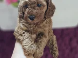 Toy Poodle Yavrularımız En Iyi Kalitede