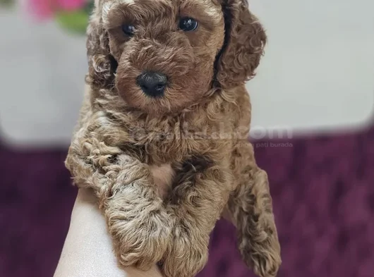 Toy Poodle Yavrularımız En Iyi Kalitede görsel