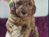 Toy Poodle Yavrularımız En Iyi Kalitede