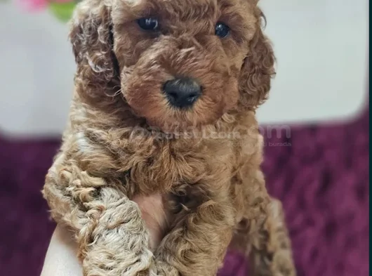 Toy Poodle Yavrularımız En Iyi Kalitede görsel