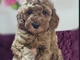 Toy poodle yavrularımız en iyi kalitede