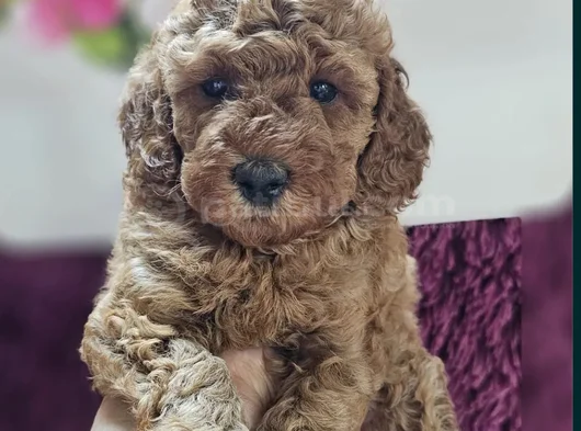 Toy Poodle Yavrularımız En Iyi Kalitede