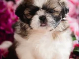 Shihtzu Yavru Irkının En Iyisi