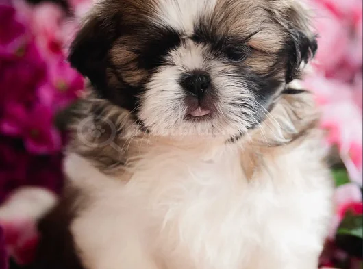Shihtzu Yavru Irkının En Iyisi görsel