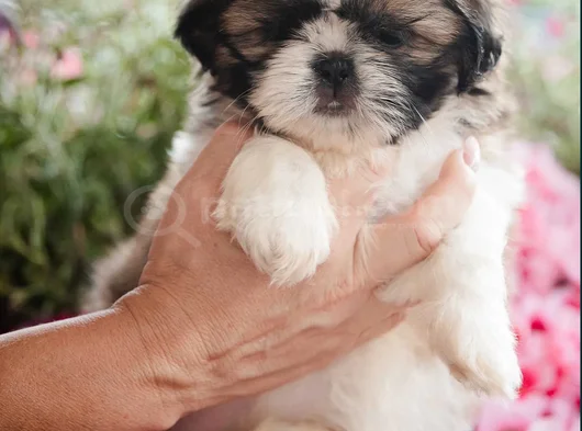 Shihtzu Yavru Irkının En Iyisi görsel