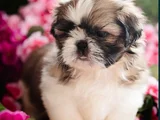Shihtzu yavru ırkının en iyisi