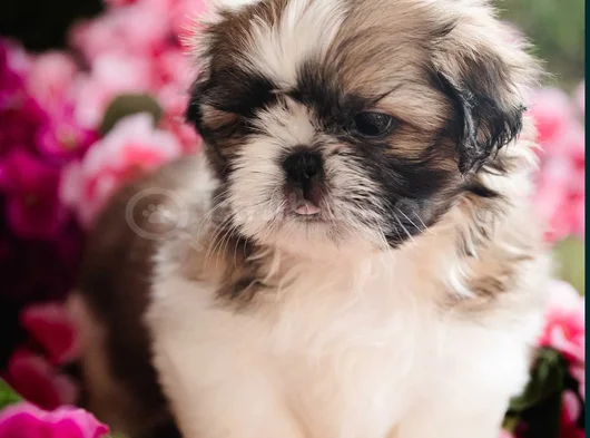 Shihtzu Yavru Irkının En Iyisi