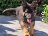 Mükemmel ırk garantili alman kurdu yavru