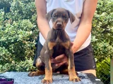 King size show line Doberman