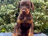 King Size Show Line Doberman