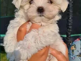 Maltese  Yavrular Mükemmel Güzellikte