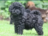 Farklı Ve Özel Olmak Için Mükemmel Siyah Poodle Yavrular