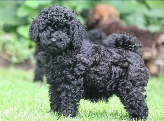 Farklı Ve Özel Olmak Için Mükemmel Siyah Poodle Yavrular görsel