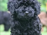 Farklı Ve Özel Olmak Için Mükemmel Siyah Poodle Yavrular