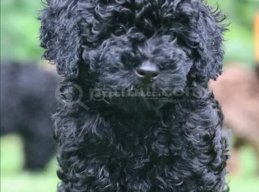 Farklı Ve Özel Olmak Için Mükemmel Siyah Poodle Yavrular görsel
