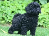 Farklı ve özel olmak için mükemmel siyah poodle yavrular